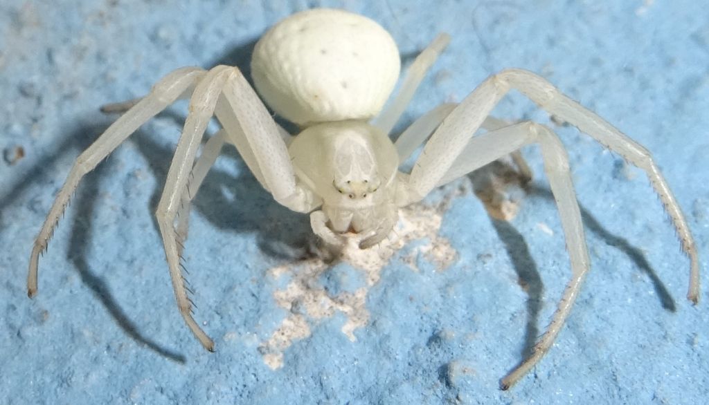 femmina di Misumena vatia